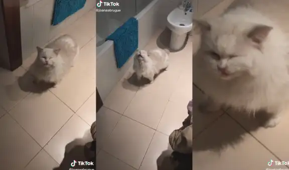 Gatito sorprende en las redes por su singular forma de estornudar