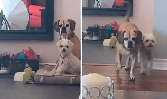 Perritos dejan de jugar y se acercan a su cuidadora para consolarla al verla llorar