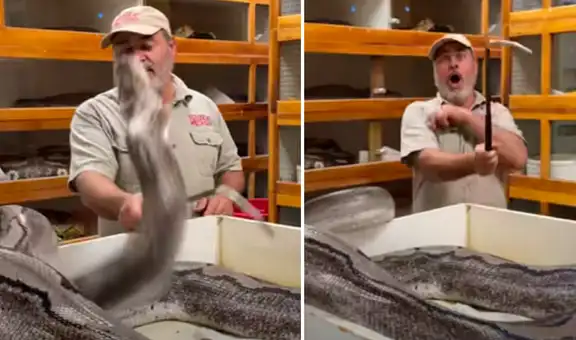 Hombre se acerca a colosal serpiente y esta abre sus mandíbulas para devorarlo