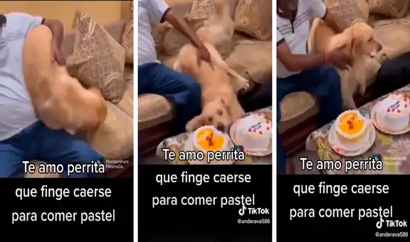 Perrita finge caerse y aprovecha el momento para comer un trozo de pastel 