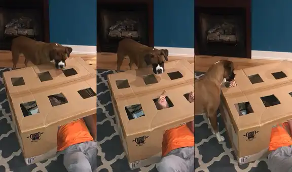 Niño crea un juego llamado ‘atrapa tu croqueta’ para su perro y divierte en redes sociales