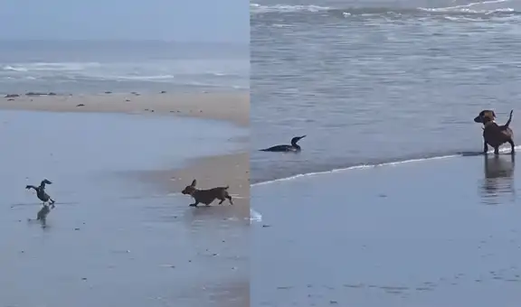 Perrito salchicha tiene curioso enfrentamiento en la playa con un pájaro cormorán 