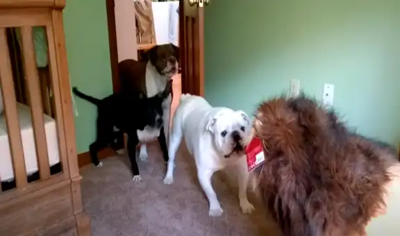 Juegan broma a perros con peluche en forma de león y estos tienen inesperada reacción