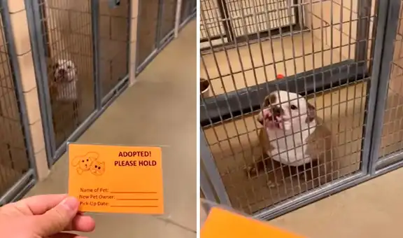 Perro con discapacidad se emociona al enterarse que fue adoptado y tendrá un nuevo hogar