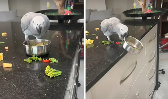 Loro hace ‘berrinche’ al descubrir que le cambiaron su dieta para darle comida saludable 