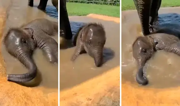Elefante bebé se pone contento cuando se baña por primera vez en una laguna 