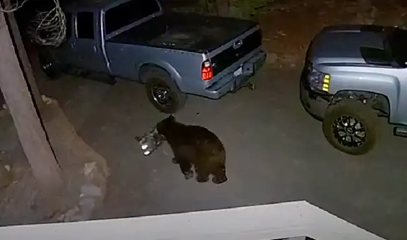 Oyen extraños sonidos de madrugada y encuentra a oso salvaje ‘robando’ sus cosas
