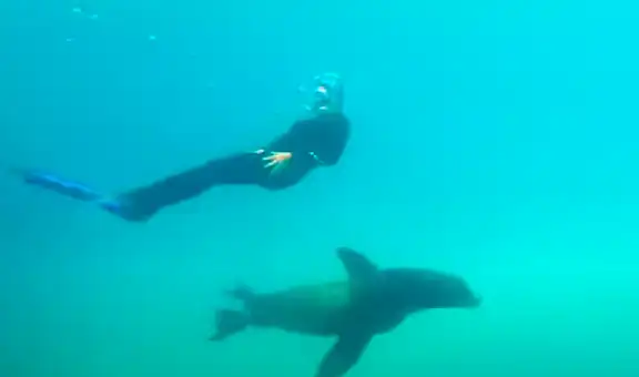 Buceador se sumerge en el fondo del mar, león marino aparece e intenta atacarlo