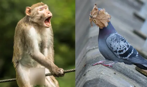 Las mejores imágenes del concurso de las fotos más cómicas de la vida silvestre