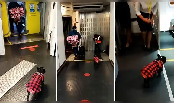 Tierna perrita sorprende mientras camina por la pasarela de embarque para pasar al avión