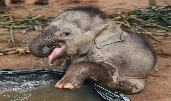 Bebé elefante toma un baño de tina por primera vez y su reacción enternece a miles 