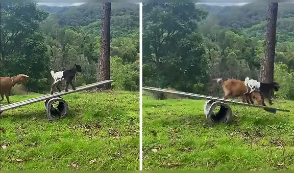 Adorable cabrita bebé sorprende al aprender a jugar sola sobre una tabla de madera