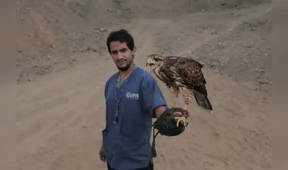 Gavilanes en peligro