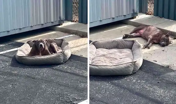 Jóvenes rescatan a una perrita que fue abandonada en un estacionamiento junto a su cama