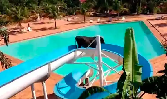 Vaca aprovecha descuido para escapar de su rancho y se mete a un parque acuático