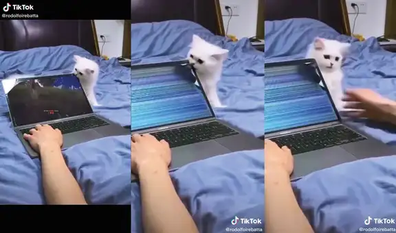 Travieso gatito fastidia a su dueño mientras juega en línea y le malogra su laptop 