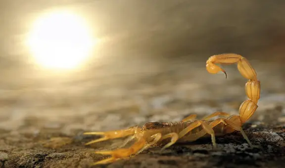 ¿Qué significa Soñar con alacranes?