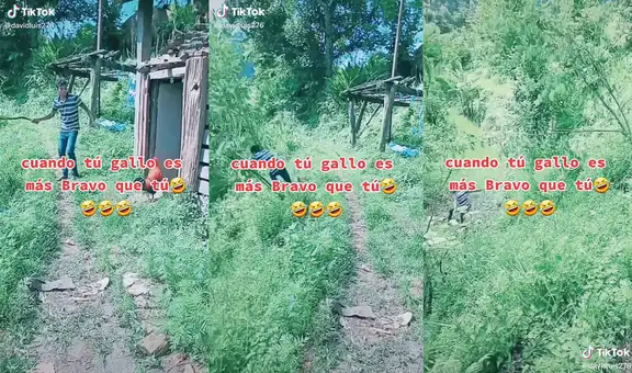 Joven intenta asustar a su gallo para que pase a casa, pero termina siendo atemorizado por él