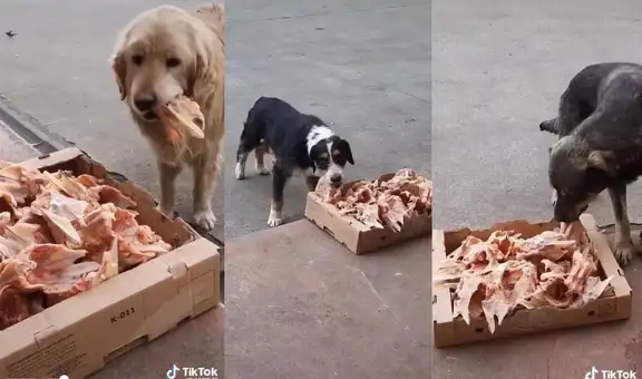 Joven quiere ayudar a perros callejeros y coloca una caja con comida para que se alimenten