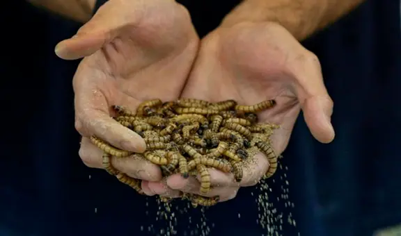 Soñar con gusanos: ¿serán buenos o malos presagios?