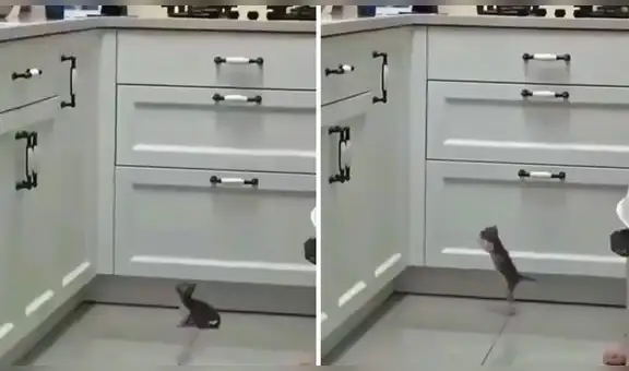 Gatito bebé intenta saltar sobre el estante de la cocina e impresiona en las redes
