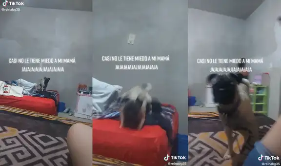Perrita escapa de la cama de su dueña cuando se dan cuenta de su presencia