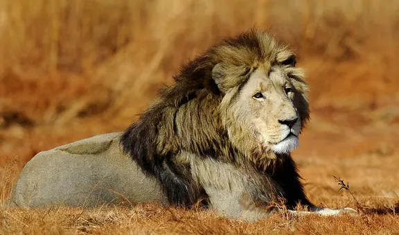 ¿Qué significa soñar con leones? Conoce por qué esto ocurre