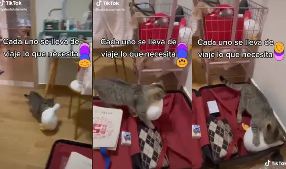 Gatito alista su pato de peluche al observar que su dueña preparaba su maleta de viaje