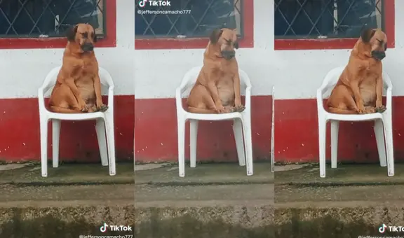 Captan a perrito tratando de dormir en una silla, pero can pierde el equilibrio y despierta