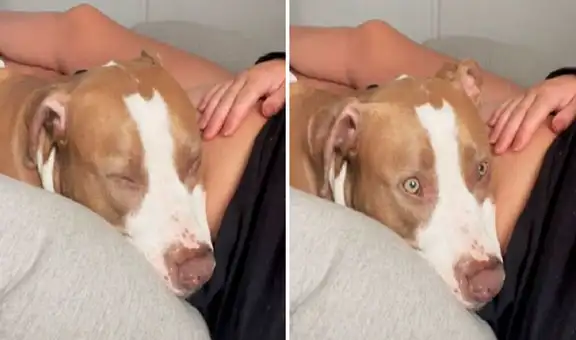 Perrito se sorprende al sentir una patada del bebé de su dueña tras acostarse en su barriga 