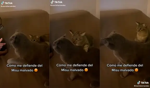 Gatita ve que su ‘hermano’ quiere morder a su dueña y decide ‘enfrentarlo’ para protegerla