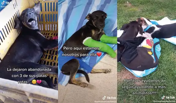 Dejan abandonada a una perrita y personas la adoptan para rehabilitarla de sus heridas