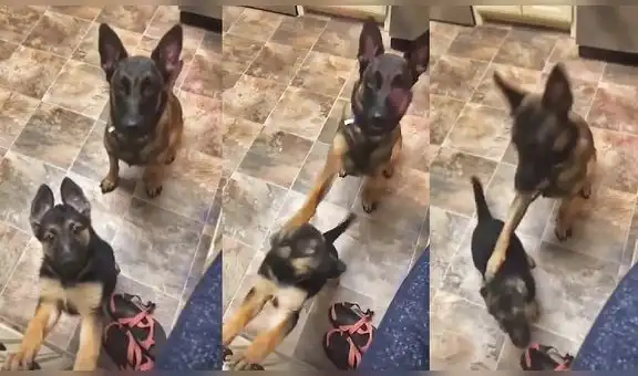 Perrita enseña a su cachorro a ‘comportarse’ luego de escuchar la orden de su cuidadora