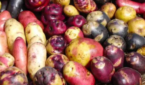 Papa peruana: conoce cuáles son las variedades más usadas en las cocinas del Perú