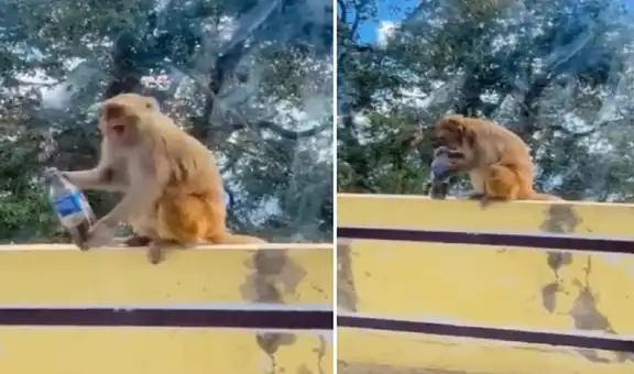 La divertida reacción de un monito al tomar una bebida helada