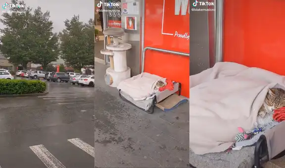 Supermercado modifica su ingreso para que gatito callejero pueda descansar