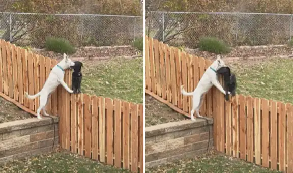 Perro corre hacia la valla de su hogar para abrazar a su mejor amigo