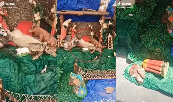 Traviesa gatita se sube al nacimiento de su dueña y se queda dormida en el pesebre 