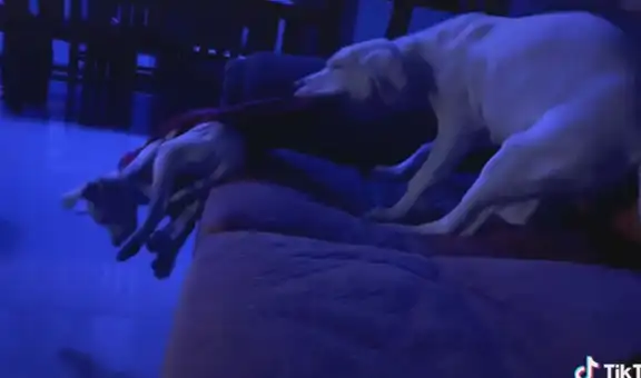 Perro ve que su pequeño ‘amigo’ está por caerse y lo coge con el hocico para levantarlo