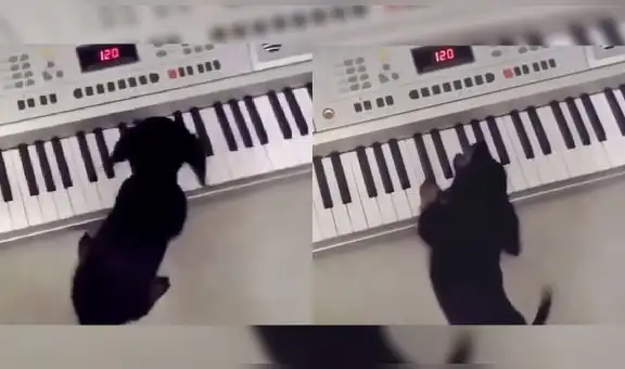 Cachorro juega con un piano e impresiona a internautas por hacer sonar una ‘melodía’