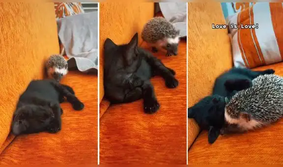 Pequeño erizo y gatito demuestran tierna amistad en una escena mientras ambos descansan