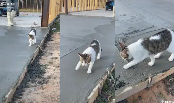 Gatito camina tranquilamente sobre cemento fresco y arruina el trabajo de los obreros