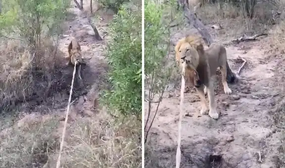 León sorprende al jugar a jalar la soga tras unirse a un grupo de turistas