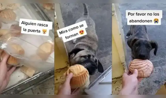 Perros callejeros hacen cola para recibir comida y se vuelven viral en redes sociales