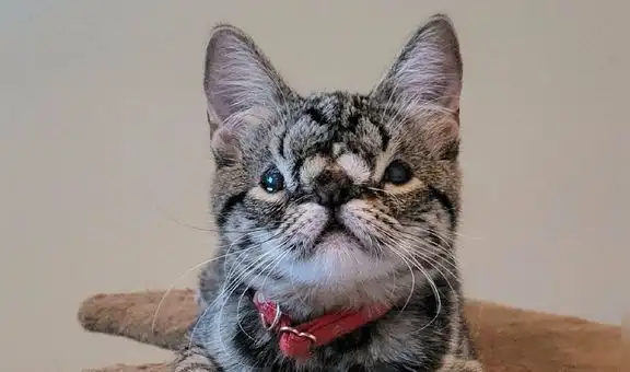 Hacen campaña mundial para adoptar a gatita con anomalía facial congénita