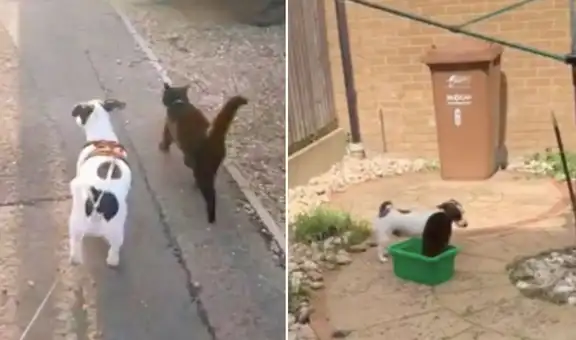 Gato acompaña a perrito durante su paseo y ambos se vuelven inseparables