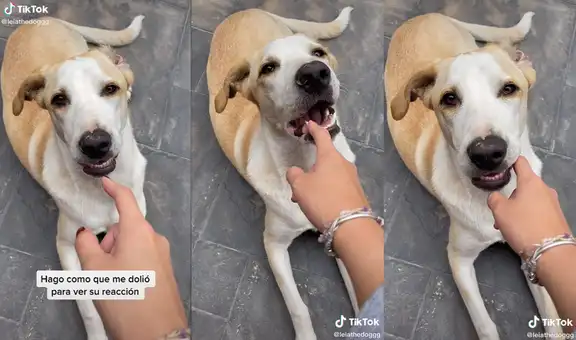 Mujer finge que le duelen las mordidas que su perrita le da para ver su reacción
