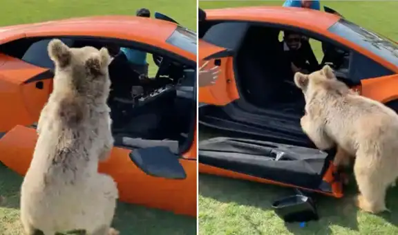 Pequeño oso arranca la puerta de lujoso Lamborghini y su dueño graba su travesura