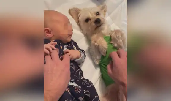 Perrito se acuesta junto al bebé de su dueño para que él les haga cariño a ambos