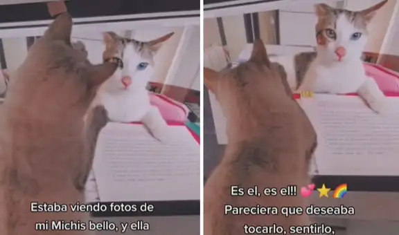 Gatita ve la foto de su hermanito fallecido y se acerca a la pantalla para ‘saludarlo’